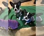 Small Photo #6 Boston Terrier Puppy For Sale in IMPERIAL BCH, CA, USA
