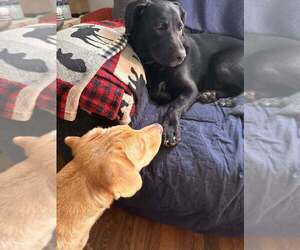 Poppy (AL) - Female Labrador Retriever-Unknown Mix Dog for Adoption - Photo #6