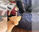Small Photo #6 Labrador Retriever-Unknown Mix Puppy For Sale in New York, NY, USA