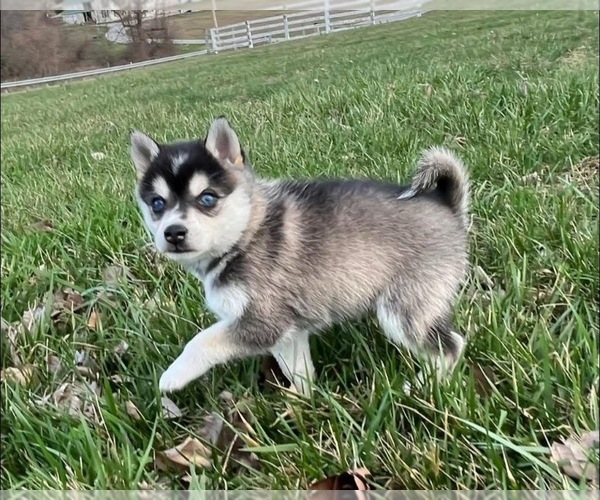 Medium Photo #3 Alaskan Klee Kai Puppy For Sale in WILLIAMSBURG, OH, USA