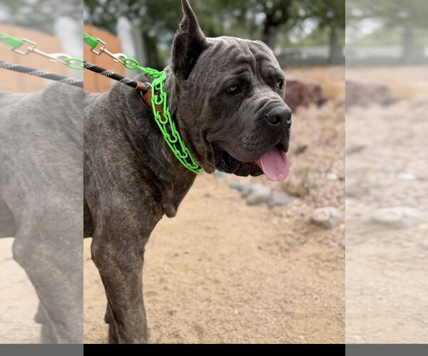 Medium Photo #3 Mutt Puppy For Sale in Goodyear, AZ, USA