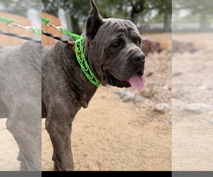 Max - Male Mutt Dog for Adoption - Photo #3