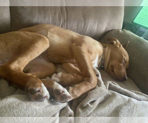 Medium Photo #7 Mutt Puppy For Sale in Springdale, PA, USA