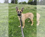 Small #8 German Shepherd Dog