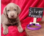 Puppy Purple Labrador Retriever