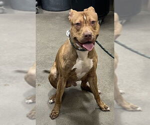 Mutt Dogs for adoption in Forestville, MD, USA