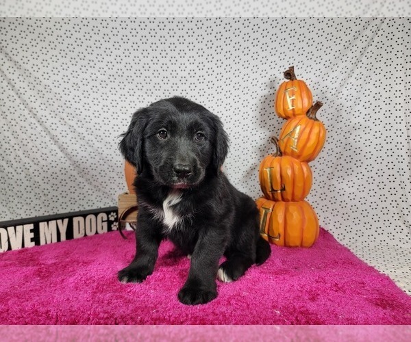 Medium Photo #7 Golden Mountain Dog Puppy For Sale in BLACK FOREST, CO, USA