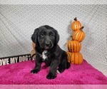 Small #6 Golden Mountain Dog