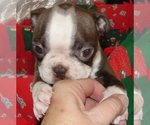 Puppy Tank Boston Terrier