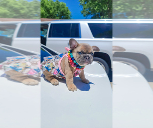 French Bulldog Puppy for sale in KANSAS CITY, MO, USA