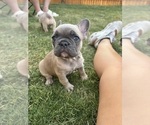 Puppy Max French Bulldog