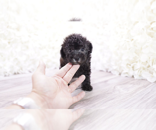 Medium Photo #6 Poodle (Toy) Puppy For Sale in FULLERTON, CA, USA