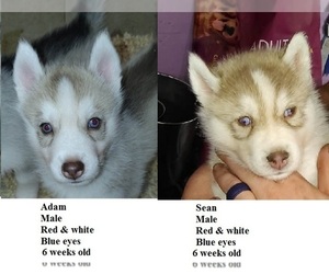 Siberian Husky Puppy for sale in HEPPNER, OR, USA