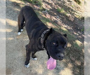 Mutt Dogs for adoption in Rancho Cucamonga, CA, USA
