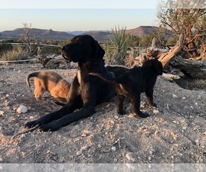 Great Pyredane Litter for sale in KINGMAN, AZ, USA