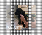 Puppy Puppy 9 German Shorthaired Weimaraner