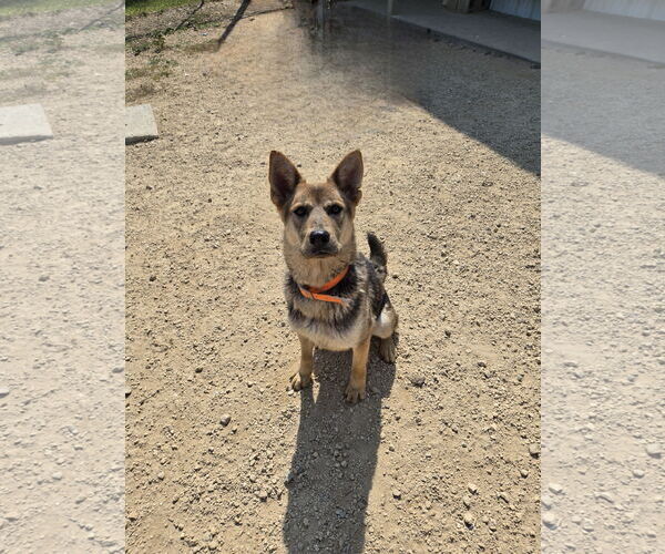 Medium Photo #1 Mutt Puppy For Sale in Maquoketa, IA, USA