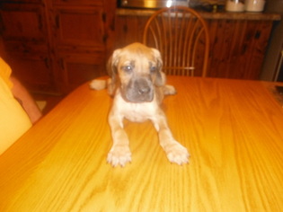 Great Dane Puppy for sale in BLUE CREEK, OH, USA