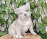 Small #1 French Bulldog