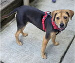 Small #3 Beagle Mix
