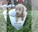 Small Photo #2 Labrador Retriever Puppy For Sale in TAYLOR, TX, USA