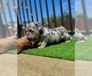 English Bulldog Puppy for sale in CINCINNATI, OH, USA