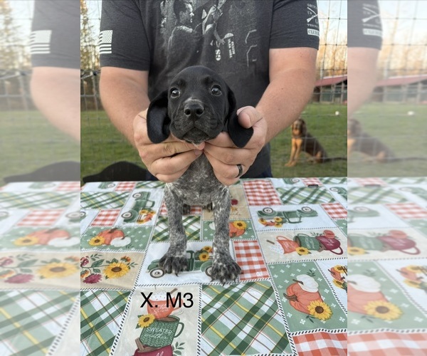 Medium Photo #5 German Shorthaired Pointer Puppy For Sale in ARGONNE, WI, USA
