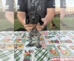 Small Photo #24 German Shorthaired Pointer Puppy For Sale in ARGONNE, WI, USA