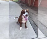 Small #2 Australian Shepherd