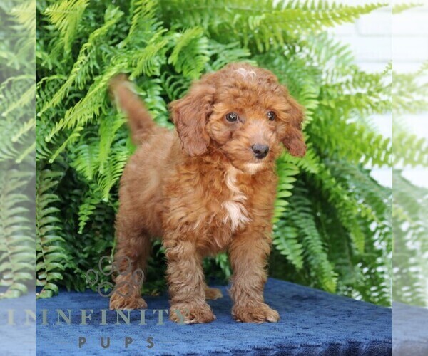 Medium Photo #4 Goldendoodle (Miniature) Puppy For Sale in NARVON, PA, USA