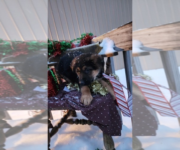 Medium Photo #2 German Shepherd Dog Puppy For Sale in GREENWOOD, WI, USA