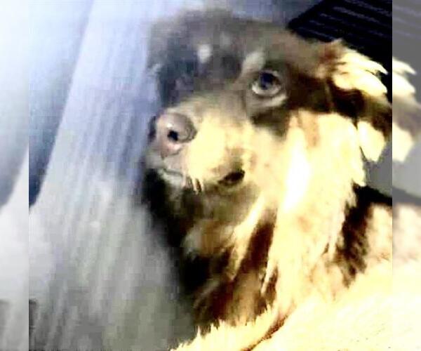 Medium Photo #1 Border Collie-Unknown Mix Puppy For Sale in Houston, TX, USA