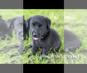 Labrador Retriever Puppy for sale in BETHCAR, SC, USA