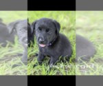 Small Photo #1 Labrador Retriever Puppy For Sale in BETHCAR, SC, USA