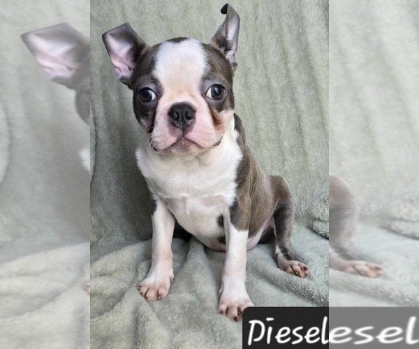 Medium Photo #3 Boston Terrier Puppy For Sale in ALBANY, OH, USA