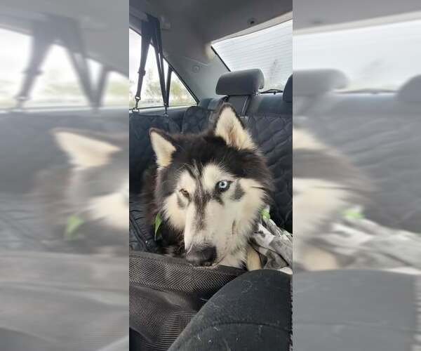 Medium Photo #4 Siberian Husky-Unknown Mix Puppy For Sale in Elk Grove, CA, USA