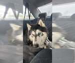 Small #3 Siberian Husky Mix