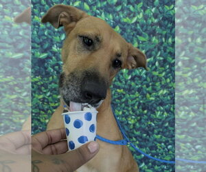 Bubblegum - Female Labrador Retriever-Unknown Mix Dog for Adoption - Photo #3