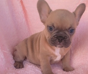 French Bulldog Puppy for Sale in LAS VEGAS, Nevada USA