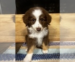 Puppy Toby Miniature Australian Shepherd