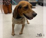 Small #2 Beagle Mix