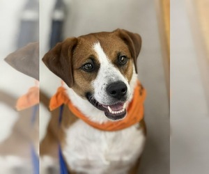 Beagle-Unknown Mix Dogs for adoption in pomfret, CT, USA