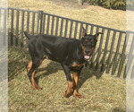 Small #8 Doberman Pinscher