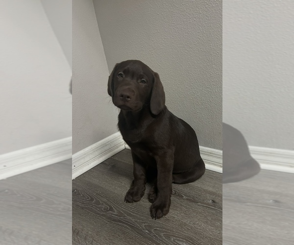 Medium Photo #6 Labrador Retriever Puppy For Sale in LEHIGH ACRES, FL, USA