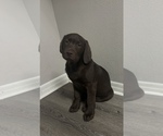 Small #5 Labrador Retriever