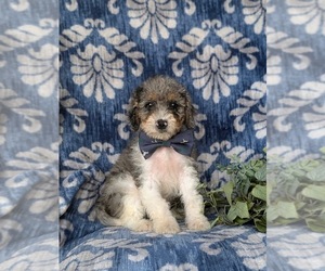 Bernedoodle (Miniature) Puppy for sale in OXFORD, PA, USA