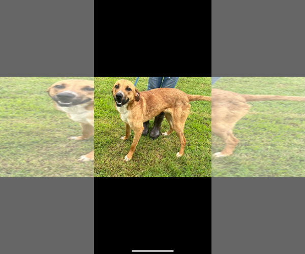 Medium Photo #2 Golden Retriever-Unknown Mix Puppy For Sale in Pryor, OK, USA