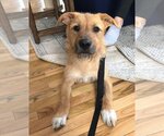 Small Photo #2 Mutt Puppy For Sale in Elmsford, NY, USA