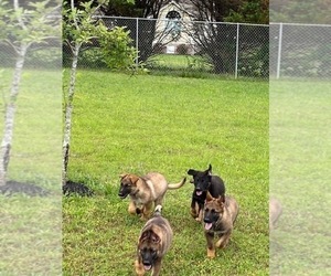 German Shepherd Dog Puppy for Sale in GEORGETOWN, Tennessee USA