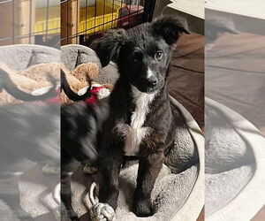 Border Collie-Unknown Mix Dogs for adoption in Aurora, IN, USA